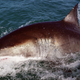 El gran tiburón blanco, un lamniforme existente, también tiene crías caníbales.